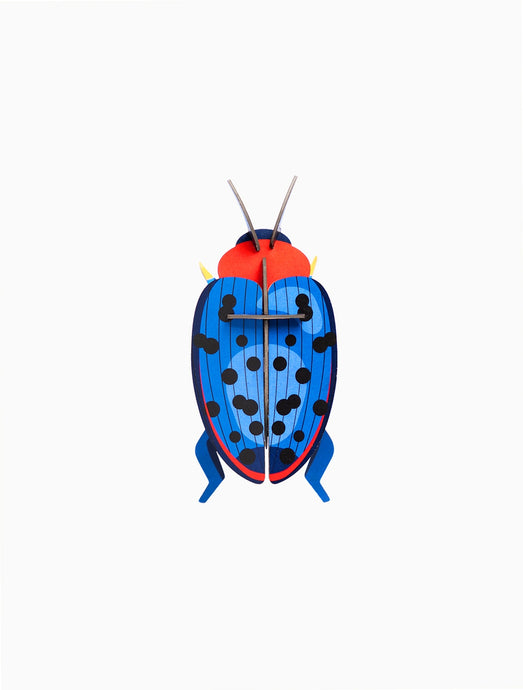 FUNGUS BEETLE