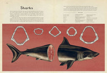Load image into Gallery viewer, BIG BOOK - Animalium: Welcome to the Museum