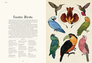 BIG BOOK - Animalium: Welcome to the Museum