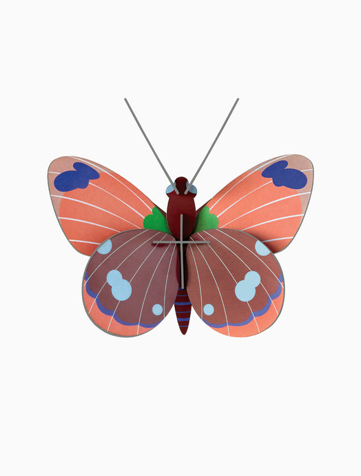 DELIAS BUTTERFLY