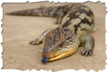 Load image into Gallery viewer, REPTILE SHOW 11AM-12PM